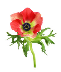 Red anemone flower isolated on white or transparent background. Top view.