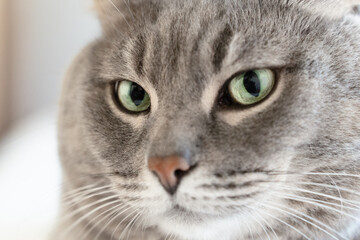 Close-up of a gray cat with green eyes indoors, soft natural light highlighting fur texture and calm attentive gaze.