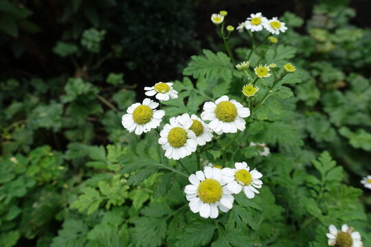 Close up of white flowers of Tanacetum parthenium in August