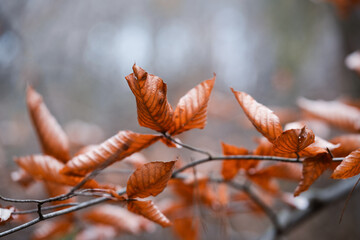 Autumn branch with orange leaves and soft bokeh background