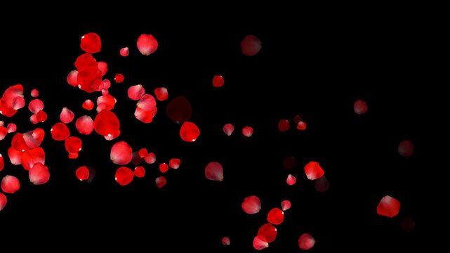 realistic red rose petals trail alpha channel animation, romantic flower valentine love and marriage social media motion design element