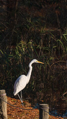 池を眺めるシラサギ