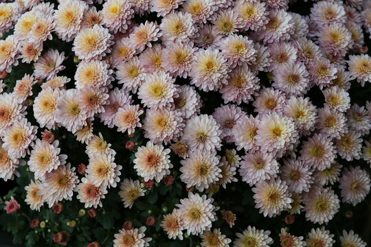 Background of beautiful pink chrysanthemum flowers.