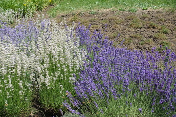 Purple and white flowers of lavender in July