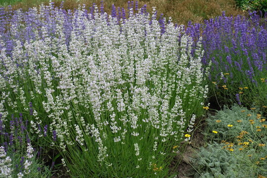 Shrubs of white and purple lavender in June