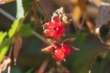 冬の森 フユイチゴの赤い実のアップ10