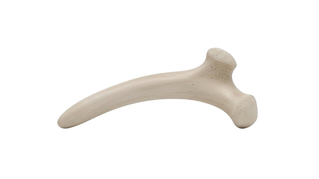Single light colored animal bone with porous ends on black background single object isolated