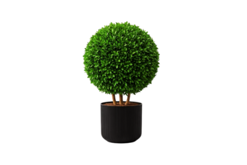 Round topiary ball bush in a black ribbed pot isolated on transparent background