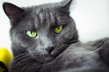 Gray Cat Portrait with Green Eyes