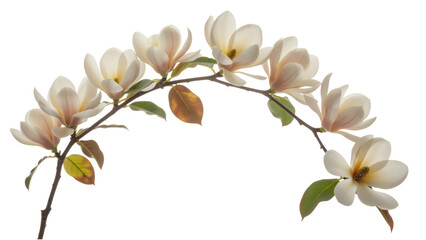 Fototapeta premium Magnolia flowers on a branch isolated on transparent background