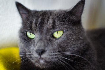 Cat Face Detail with Bright Green Eyes