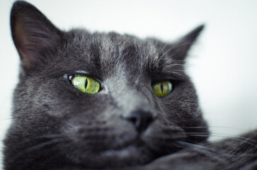 Natural Light Portrait of a Domestic Cat