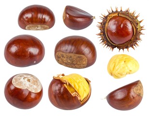 Various shots of shiny brown fruits with protective, spiky exterior