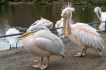 Pelicanes in London park standing by pool side