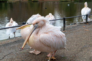 Pelicanes in London park standing by pool side