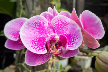 Close up of orchid flowers. Beautiful Orchids.