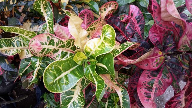 Colorful Croton Plant Leaves with Natural Patterns