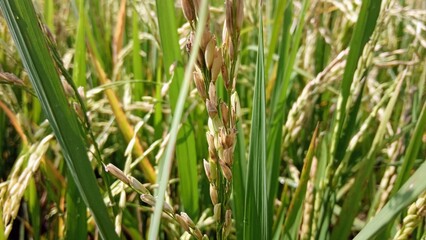Low angle view of young green rice plants growing in a tropical agricultural landscape