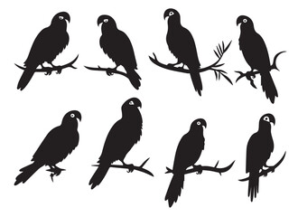 Fototapeta premium parrot silhouettes pro design
