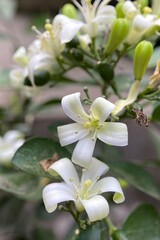 Obraz premium Bunga Kemuning ( Murraya paniculata ). Kemuning flower is an ornamental plant that produces a sharp fragrance, especially at night. 