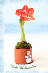 Die Bl&uuml;te und Knospe einer Amaryllis in der Weihnachtszeit