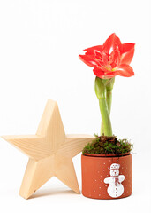Die Bl&uuml;te und Knospe einer Amaryllis in der Weihnachtszeit