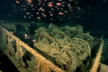 A large group of fish are swimming around a rusty old bicycle