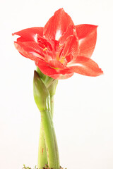 Die Bl&uuml;te und Knospe einer Amaryllis in der Weihnachtszeit