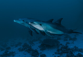 Fototapeta premium Two dolphins swimming in the ocean