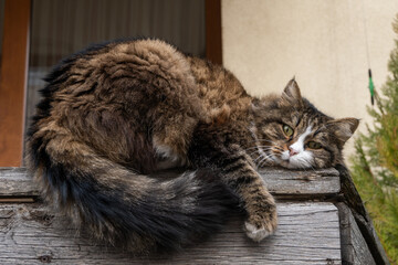 A cute, fluffy long-haired brown and white tabby cat resting on a rustic wooden beam outdoors, looking at the camera with a gentle, sleepy expression in Bansko, Bulgaria.