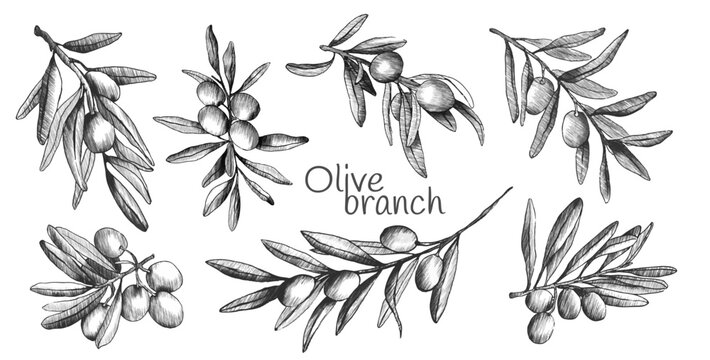 Olive branch sketch set with hand drawn botanical illustrations. Vintage engraved style olives and leaves in black line art. Mediterranean plant elements for organic food label or menu design.
