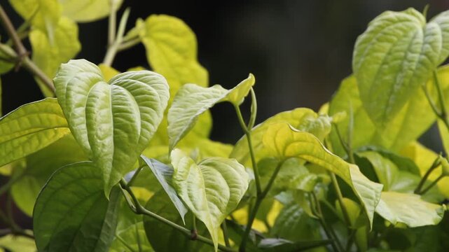 Betel leaves (Pipier betle) in the wind.