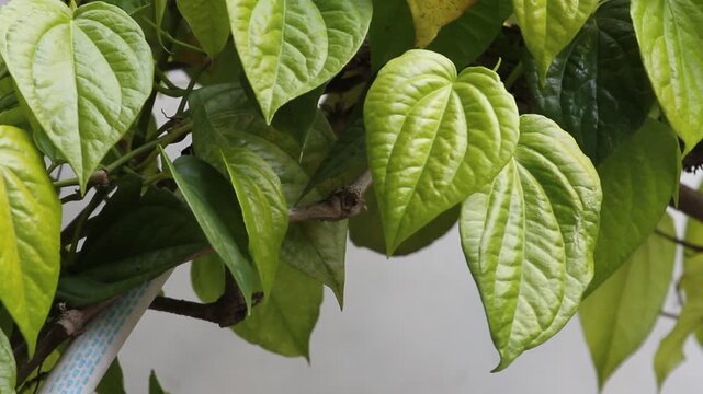 Betel leaves (Pipier betle) in the wind.