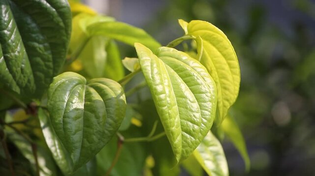 Betel leaves (Pipier betle) in the wind.