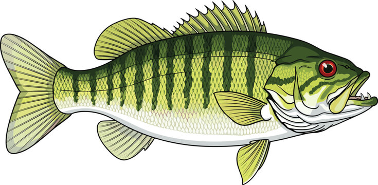 Detailed green largemouth bass fish vector illustration with stripes and red eye isolated on white background for fishing sports and aquatic nature design
