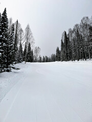 Snowy forest trail surrounded by birch and pine trees