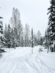 Winter forest with snow covered pines and distant slopes
