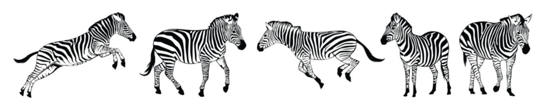 set of zebras silhouette isolated on a white background