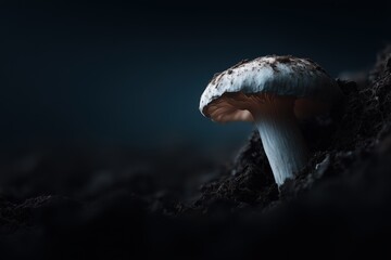 Mushroom Macro Fungi Forest Nature Detail
