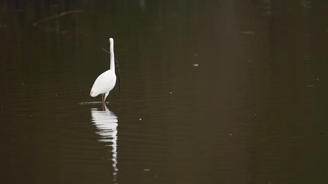 Great egret walking and feeding in shallow water