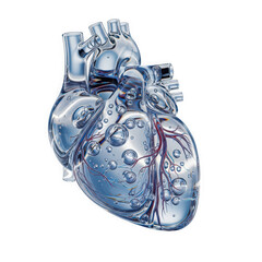 Transparent human heart anatomy with blood vessels