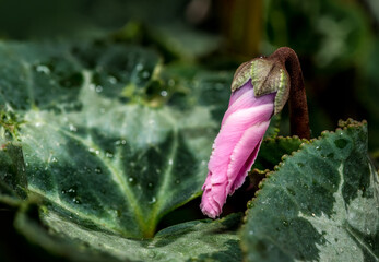 Vibrant Pink Cyclamen Persicum Flowers With Delicate Green Patterned Leaves
