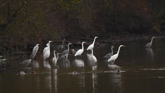 Grey herons and great egrets standing in shallow water on a lake