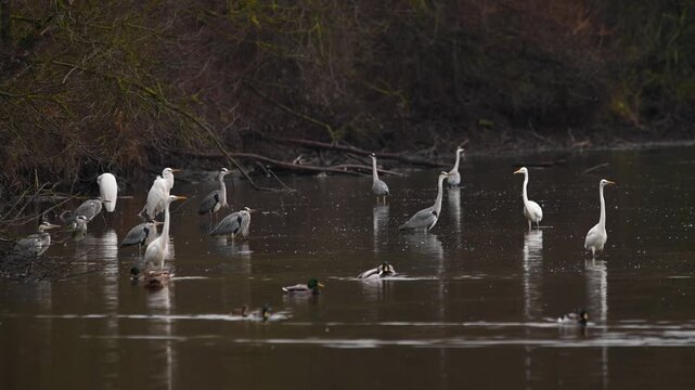 Grey herons and great egrets standing in shallow water on a lake