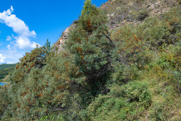 Thickets of ripe sea buckthorn on a sunny September day. Surroundings of Baikal ake. Irkutsk region, Russia