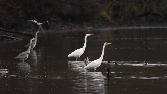 Grey herons and great egrets standing in shallow water on a lake