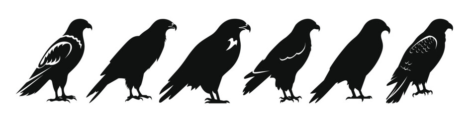Fototapeta premium set of hawk bird vector silhouettes hawk birds black