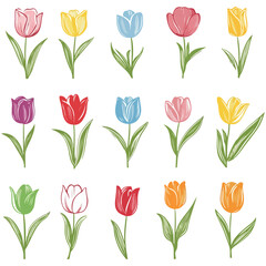 Fototapeta premium tulips, illustrations, flowers, festival, dutch tulip season, vector, transparent background, icons, tulip set, tulip, flower, blossom, nature, bloom, floral, beauty, plant, beautiful