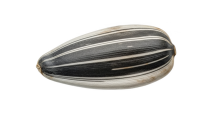 Single striped sunflower seed isolated on black background black and white food