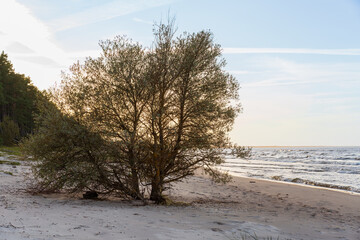 Solitary tree growing on sandy sea beach at sunset